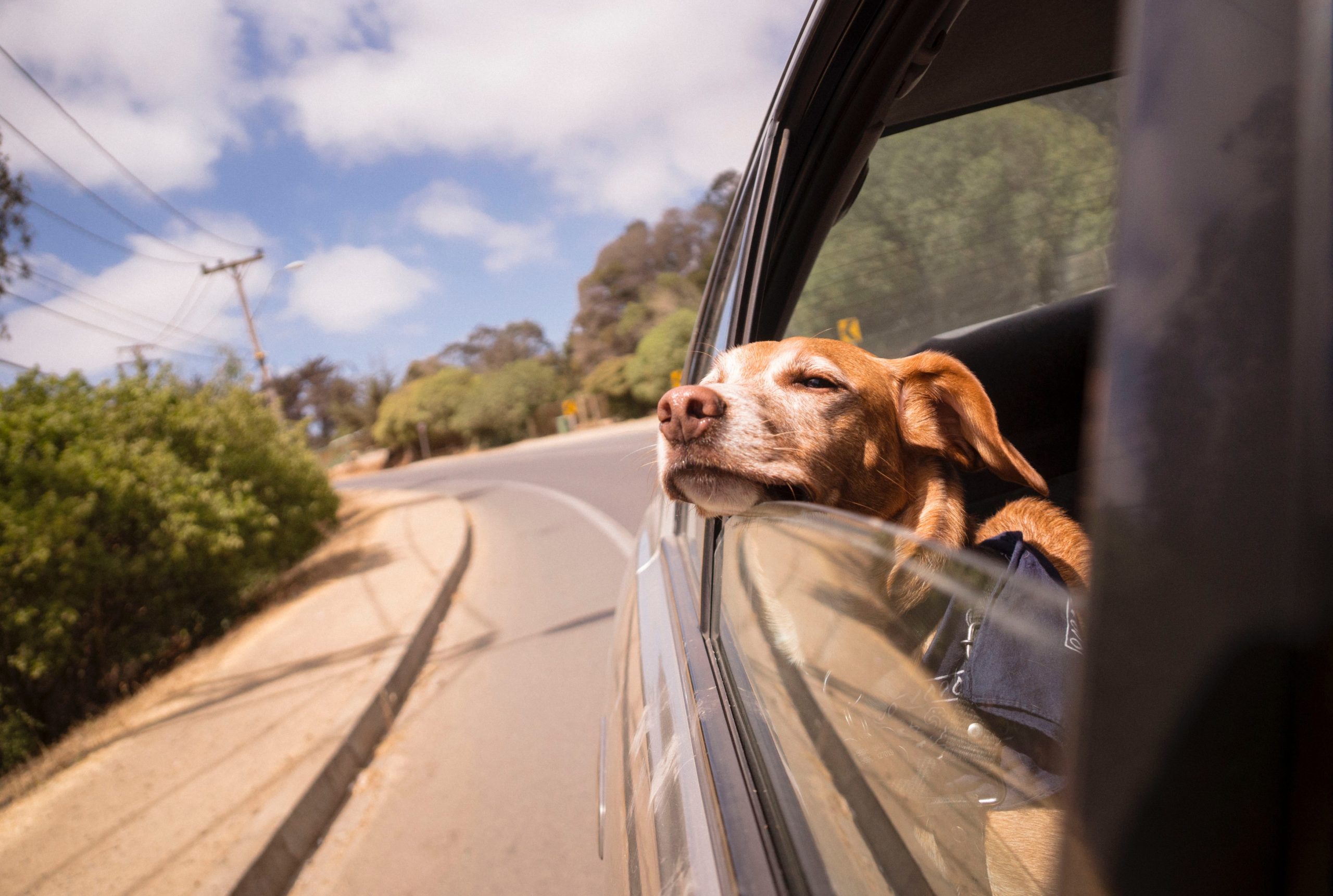 Dog with head hanging out of car window - Travelling with your Pet - Sussex Insurance